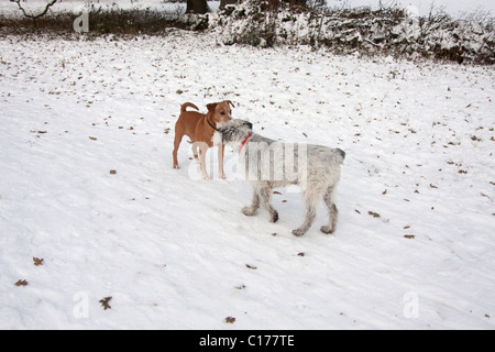 zwei Hunde im Schnee Gruß einander Stockfoto