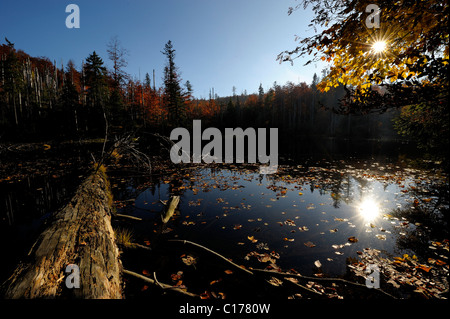 Dunkler See mit einem toten Baum, Hintergrundbeleuchtung, Altschoenau, Bayerischer Wald, Bayern, Deutschland, Europa Stockfoto