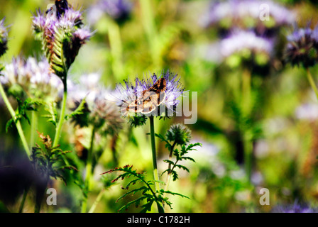 Natur, Norfolk, Motte auf lila Wiesenblumen Stockfoto