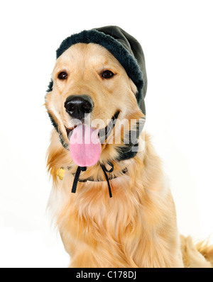 Lustige golden Retriever Hund Hut Winter isoliert auf weißem Hintergrund Stockfoto