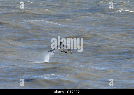 Einsamer, geselliger, bottlenose Delfin 'Dave' (Tursiops truncatus). Folkestone, Kent, Großbritannien Stockfoto