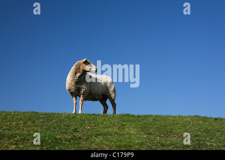 Schafe auf der grünen Wiese unter blauem Himmel, Insel Texel, Holland, Niederlande, Europa Stockfoto