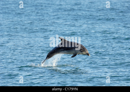 Einsamer, geselliger, bottlenose Delfin 'Dave' (Tursiops truncatus). Folkestone, Kent, Großbritannien Stockfoto