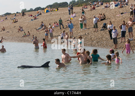 Einsamer, geselliger, bottlenose Delfin (Tursiops truncatus). Folkestone, Kent, Großbritannien. Am Sandgate Beach, Kent, Großbritannien, drängen sich Menschen um Delphine Stockfoto