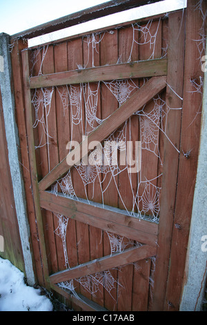 Spinnen-Webs auf einem Tor abgedeckt in Raureif, England, Winter 2010 Stockfoto