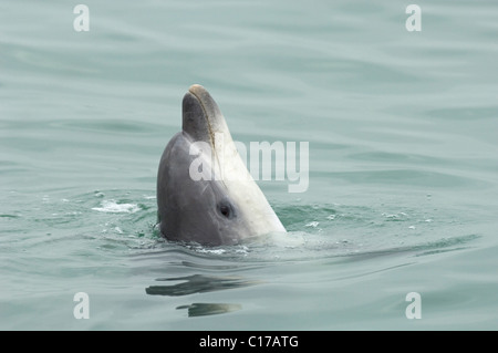 Einsame gesellig große Tümmler (Tursiops Truncatus). Folkestone, Kent, UK Stockfoto