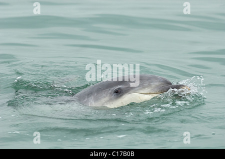 Einsame gesellig große Tümmler (Tursiops Truncatus). Folkestone, Kent, UK Stockfoto