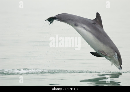 Einsame gesellig große Tümmler (Tursiops Truncatus) spielen mit Plastiktüte. Folkestone, Kent, UK Stockfoto