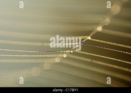 Tautropfen auf einem Spinnennetz Stockfoto