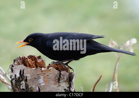 Männliche Amsel (Turdus Merula) Stockfoto