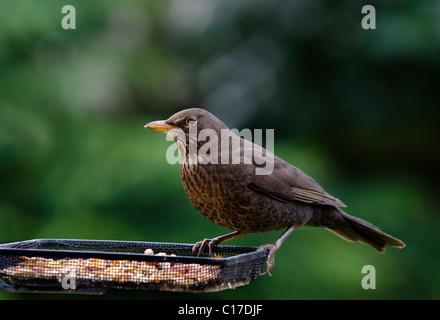 Weibliche Amsel (Turdus Merula) auf einem Vogel Futterstation. Stockfoto