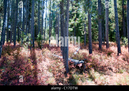 Fallen Sie, Farbe, Farbe, Wald, Signal Mountain Road Gipfel, Osten Tetons, Jackson Hole, Snake River, Grand-Teton-Nationalpark, Wyoming, USA Stockfoto