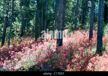 Fallen Sie, Farbe, Farbe, Wald, Signal Mountain Road Gipfel, Osten Tetons, Jackson Hole, Snake River, Grand-Teton-Nationalpark, Wyoming, USA Stockfoto