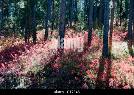 Fallen Sie, Farbe, Farbe, Wald, Signal Mountain Road Gipfel, Osten Tetons, Jackson Hole, Snake River, Grand-Teton-Nationalpark, Wyoming, USA Stockfoto