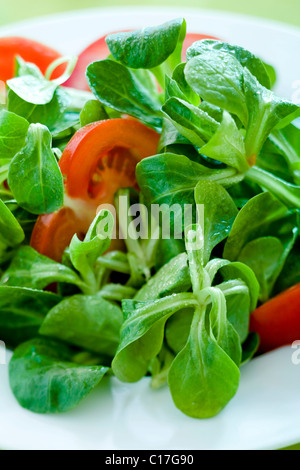 Feldsalat oder Feldsalat mit Tomaten Stockfoto