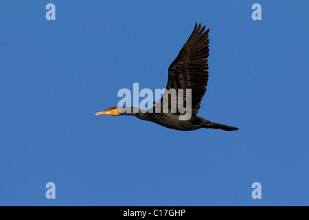 Kormoran (Phalacrocorax Carbo) im Flug, Deutschland Stockfoto