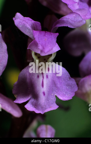 Frühe lila Orchidee (Orchis Mascula), einzelne Blüte Stockfoto