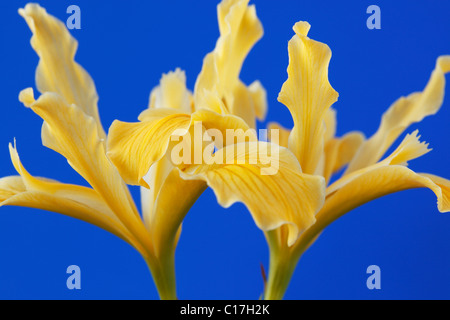 Iris Innominata Golden Iris Iris Beardless Pacific Coast kann Stockfoto