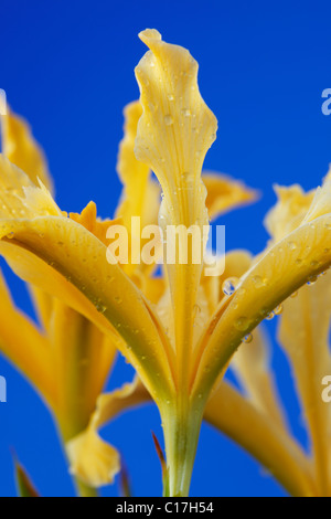 Iris Innominata Golden Iris Iris Beardless Pacific Coast kann Stockfoto