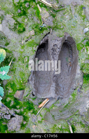 Rothirsch (Cervus Elaphus) Fuß Abdruck im Schlamm, Deutschland Stockfoto