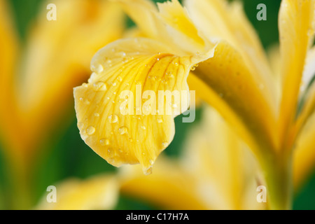 Iris Innominata Golden Iris Iris Beardless Pacific Coast kann Stockfoto