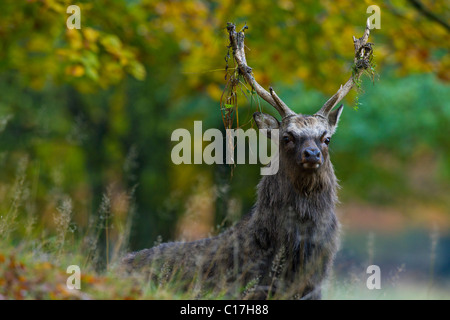 Sika Rotwild (Cervus Nippon) Hirsch mit Geweih im herbstlichen Wald Vegetation während der Brunftzeit Saison, Dänemark Stockfoto