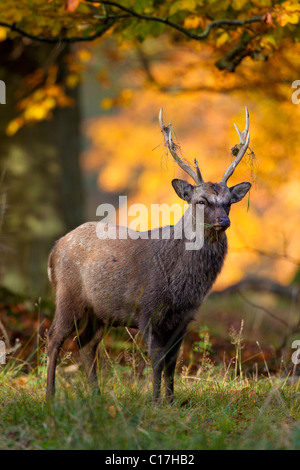 Sika Rotwild (Cervus Nippon) Hirsch im herbstlichen Wald, Dänemark Stockfoto