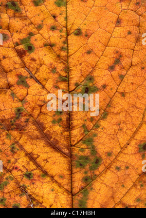 Herbstlaub, Detail eines Blattes Stockfoto
