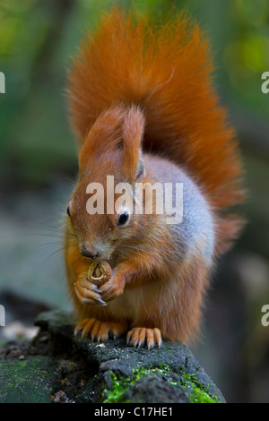 Eurasische rote Eichhörnchen (Sciurus Vulgaris) Essen eine Haselnuss auf Baumstamm, Deutschland Stockfoto
