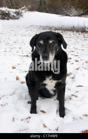 ältere schwarze Kreuz Labrador Hund im Schnee Stockfoto