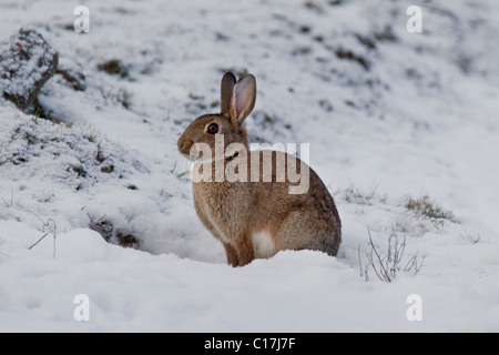 Europäischen Kaninchen (Oryctolagus Cuniculus) sitzen im Schnee im Winter, Deutschland Stockfoto