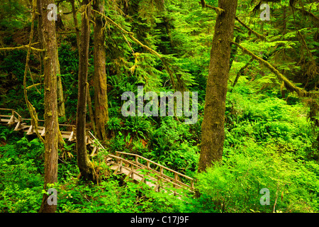 Holzweg durch gemäßigten Regenwald. Pacific Rim National Park, Britisch-Kolumbien Kanada Stockfoto