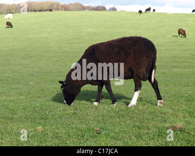 Ein brauner Zwartbles seltene Rasse Schaf Zuschneiden Rasen Stockfoto