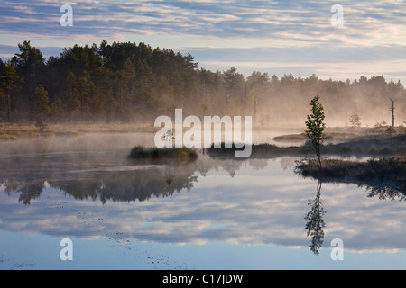 Moor mit See und Pine Forest in Schweden Stockfoto