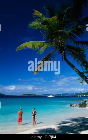 Palmen auf einem Strand, Solomon Bay, St. John Island, United States Virgin Islands, Karibik Stockfoto