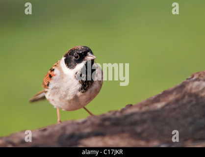 Reed Bunting (Emberiza Schoeniclus) thront Stockfoto