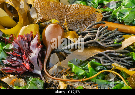 Verschiedene Arten von bunten Algen (Macrocystis), braun, gelb, grün, rot Stockfoto