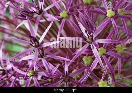 Allium Cristophii AGM Star of Persia Juni Stockfoto