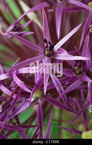 Allium Cristophii AGM Star of Persia Juni Stockfoto