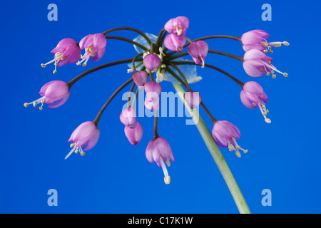 Allium Cernuum Nodding Zwiebel Lady Lauch Juni Stockfoto
