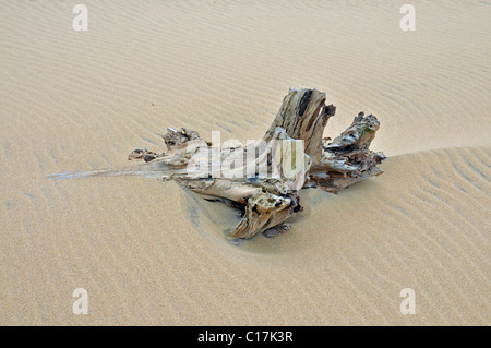 Toter Baum, Santa Lucia, Greater St. Lucia Wetlands Park, Südafrika Stockfoto