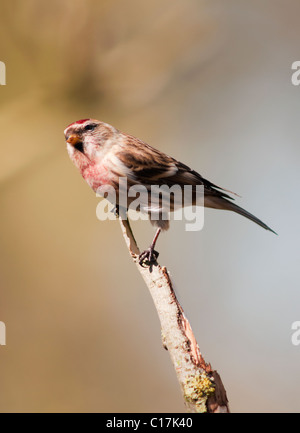 Geringerer Redpoll (Zuchtjahr Cabaret) thront auf Zweig Stockfoto