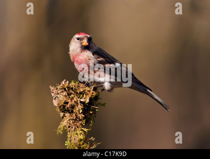 Geringerer Redpoll (Zuchtjahr Cabaret) thront Stockfoto