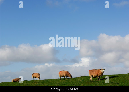 Schafe auf dem Deich, die Insel Pellworm, Friesland, Nordsee, Schleswig-Holstein, Deutschland, Nordeuropa Stockfoto