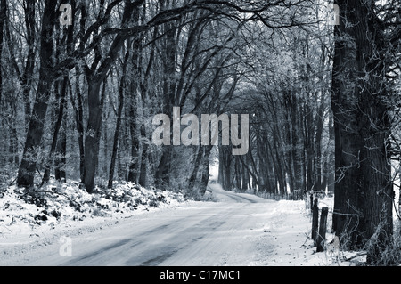 Eine leere Straße durch einen verschneiten Wald in den Niederlanden Stockfoto