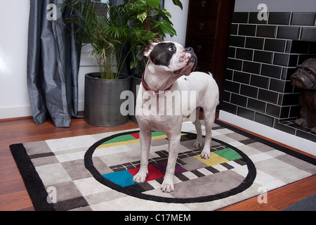 Auf Lounge Teppich alte Tyme Bulldogge stehend Stockfoto