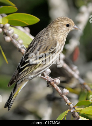 Ein Pine Siskin Vogel - Carduelis pinus, auf einem Ast thront, vor einem verschwommenen Hintergrund abgebildet. Stockfoto