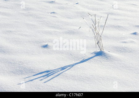 Grashalme im Schnee Stockfoto