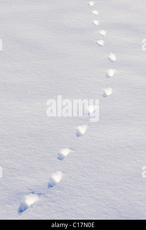 Fox-Spuren im Schnee Stockfoto