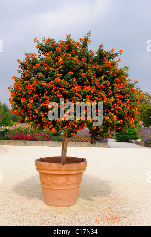 Spanische Flagge (Lantana Camara) in einem Topf Stockfoto